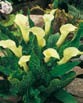 Calla ALBO MACULATA